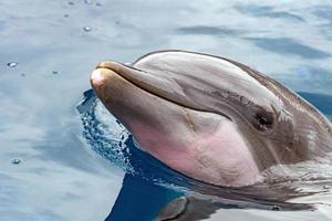 dolphing smiling eye close up portrait photo