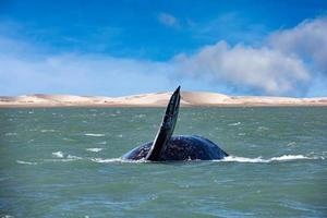 grey whale mother nose going up photo