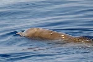 Rare Cuvier Goose Beaked whale dolphin Ziphius cavirostris photo