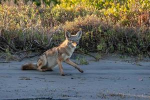 coyote on the sand photo