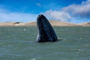 grey whale mother nose going up photo