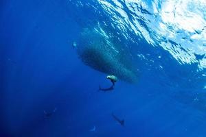 Striped marlin and sea lion hunting in sardine bait ball in pacific ocean photo