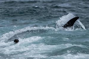 Orca attack a seal on the beach photo