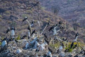 Piquero de galápagos nido de garganta roja en el mar de cortez baja california sur mexico foto