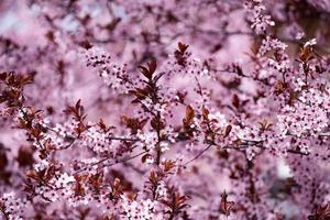 cherry pink blossom on tree branches photo