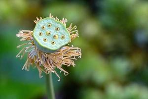 Water Flowers at Water Gardens of Vaipahi, Tahiti, French Polynesia photo