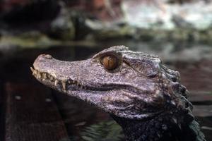eye of Crocodile Alligator close up portrait photo