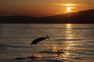 Dolphin while jumping in the sea at sunset photo