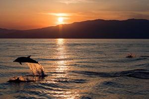 delfín saltando en el mar al atardecer foto