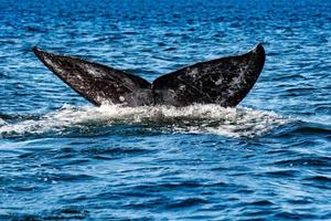 grey whale tail going down in ocean at sunset photo