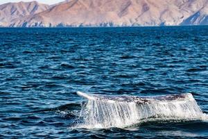 grey whale tail going down in ocean at sunset photo