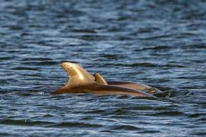 common dolphin jumping outside the ocean photo