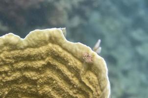 gusano del árbol de navidad en coral duro foto