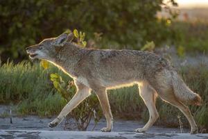 coyote en la playa de baja california al atardecer foto