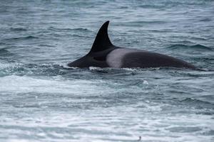 Orca attack a seal on the beach photo