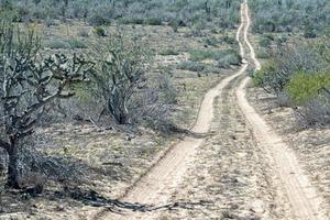 Baja California desert endless road landscape view photo