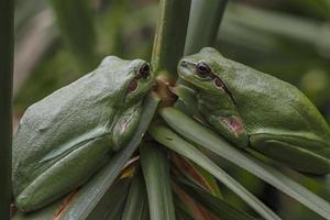 Rana arbórea común europea de cerca foto