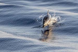 striped Dolphin while jumping in the deep blue sea photo