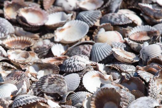 muchas conchas blancas textura de fondo foto