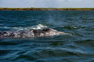 grey whale nose at sunset in pacific ocean photo