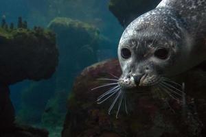 newborn puppy monk grey seal coming to you photo