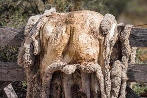 sheep skin hanging to dry photo