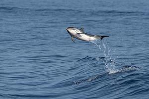 striped Dolphin while jumping in the deep blue sea photo