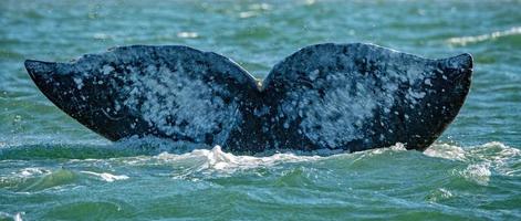 grey whale tail going down in ocean at sunset photo