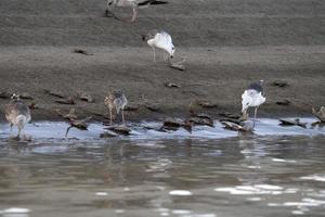 muchas cabezas de tiburón en la playa después de aletear foto