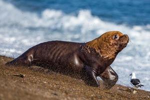 male sea lion on the beach running away photo