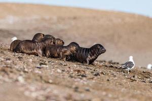 baby newborn sea lion on the beach photo