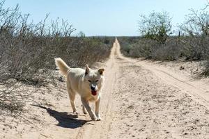 white wolf dog while looking at you photo