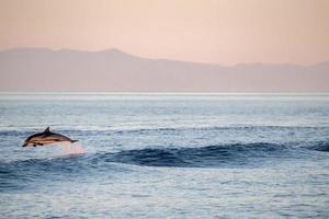 delfín saltando en el mar al atardecer foto