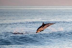 Dolphin while jumping in the sea at sunset photo