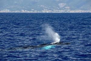 ballena jorobada en el mar mediterráneo ultra rara cerca de génova, italia agosto 2020 foto