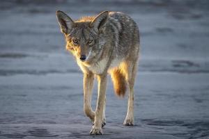coyote en la playa de baja california al atardecer foto