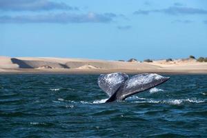 grey whale tail going down in ocean at sunset photo