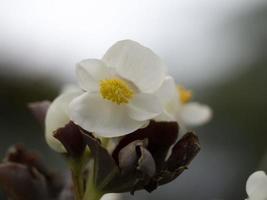 begonia flower detail close up photo