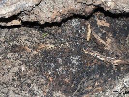 ants inside anthill in the wood photo