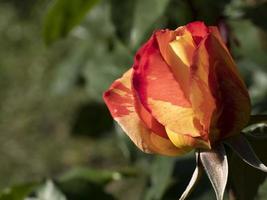 Rare rose flower at cultivation garden species Variety Garni photo