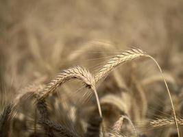 mature wheat spike ready to harvest detail macro photo