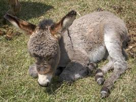 retrato de burro recién nacido mientras descansa foto