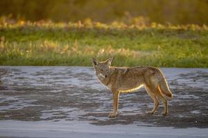 coyote en la playa de baja california al atardecer foto