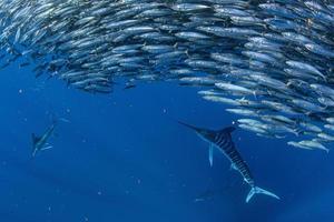 Striped marlin and sea lion hunting in sardine bait ball in pacific ocean photo