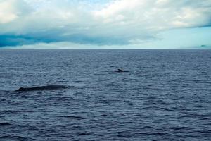 Fin Whale endangered specie rare to see second largest animal in the world photo