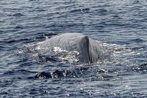 Detalle de la aleta dorsal del cachalote al atardecer en Génova Italia avistamiento de ballenas foto