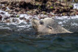 Californian sea lion close up photo