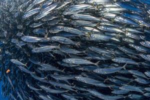 Striped marlin and sea lion hunting in sardine bait ball in pacific ocean photo