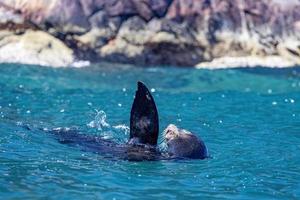 Californian sea lion close up photo