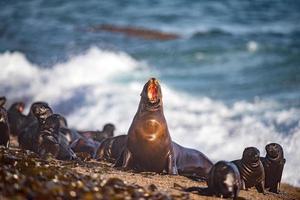 sea lion on the beach in Patagonia while roaring photo